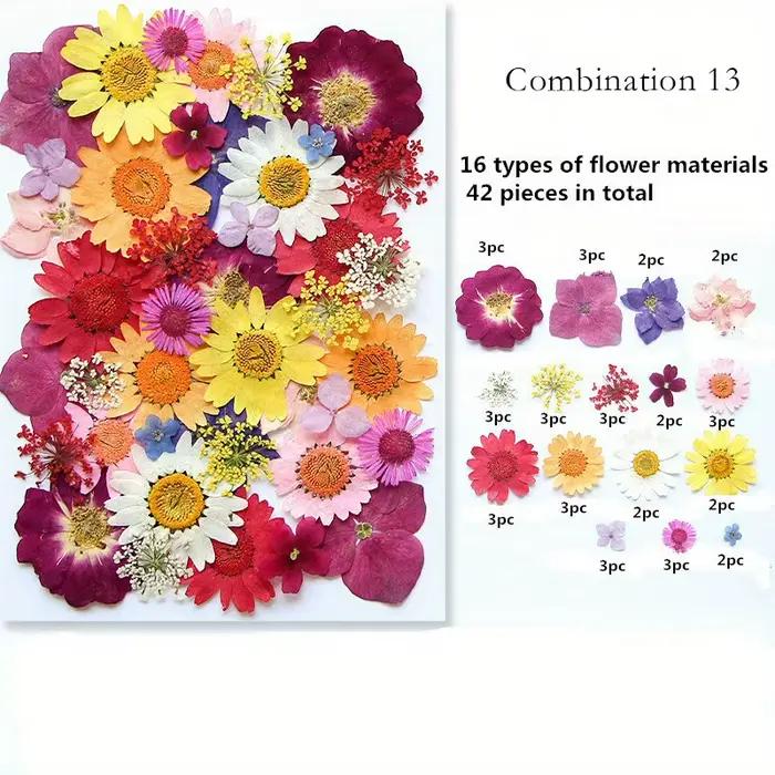 Fleurs pressées séchées pour scrapbooking et bricolage en vrac pour création de bijoux et décoration d'occasions spéciales