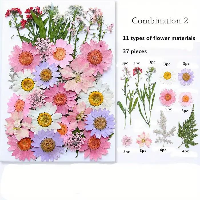 Fleurs pressées séchées pour scrapbooking et bricolage en vrac pour création de bijoux et décoration d'occasions spéciales