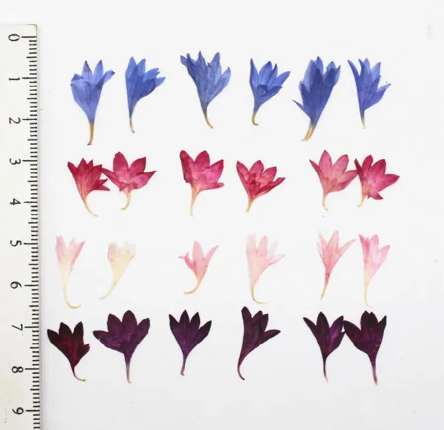 Pétales de bleuet séchés pressés, 100 pièces, plantes à fleurs, herbier pour bijoux, étui de télépho