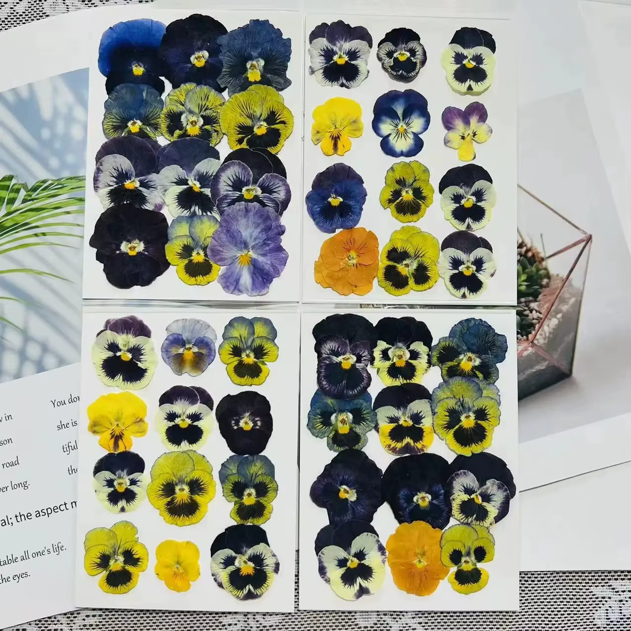 Fleurs séchées pressées pour l'art en résine, spécimens de vraies fleurs pour bricolage, marque-page