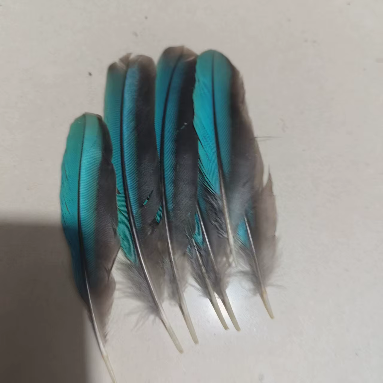 Magnifiques plumes de kingfishing de 2 à 8 cm de long, 10 pièces, accessoires de bijoux à faire soi-