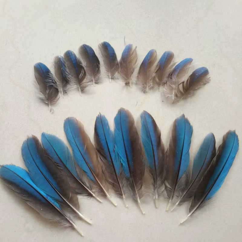 Magnifiques plumes de kingfishing de 2 à 8 cm de long