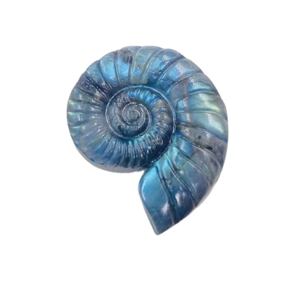 Labrumen naturel, ammonite carapté