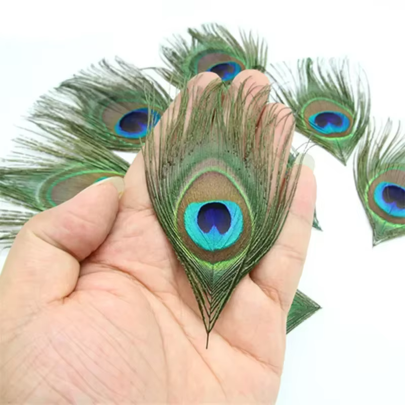 Plumes de paon véritables