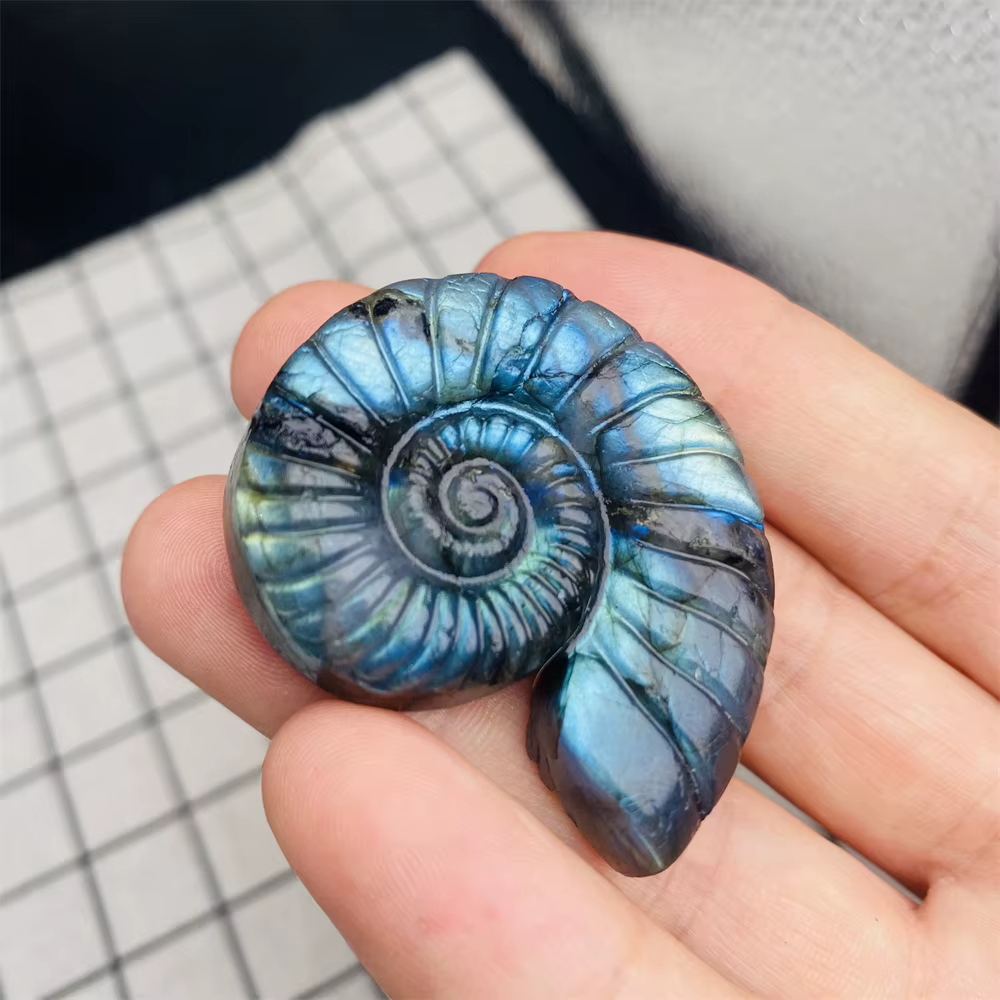 Labrumen naturel, ammonite carapté