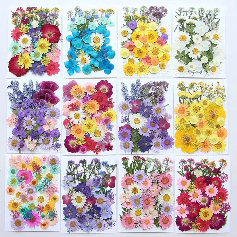 Fleurs séchées pressées pour moules à résine