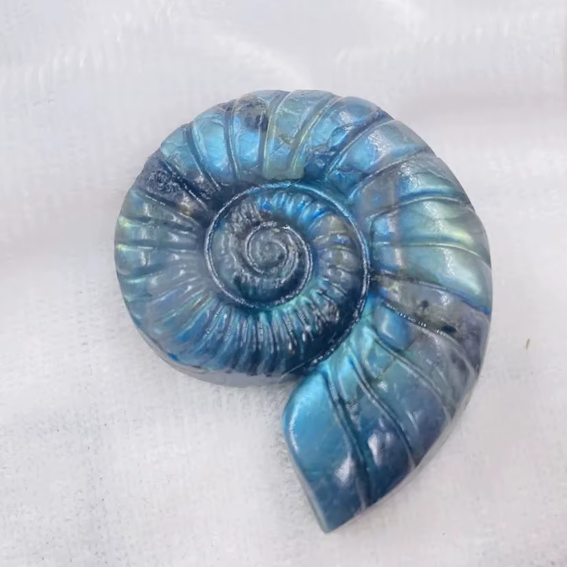 Labrumen naturel, ammonite carapté